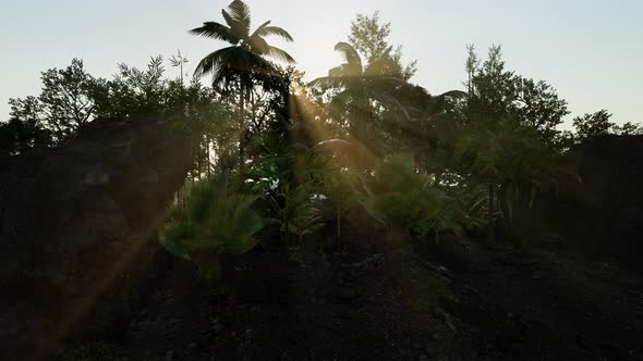 Sunset Beams Through Palm Trees