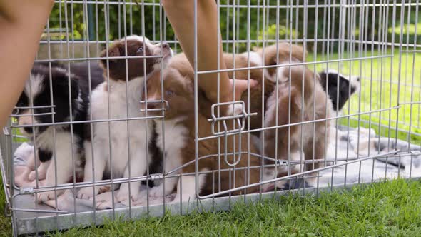 Puppies are Put in a Cage Try to Escape but are Put Back in  Closeup