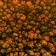 Aerial Top View of Orange Forest in Autumn Day - VideoHive Item for Sale