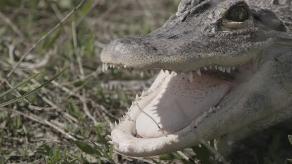 Alligator jumps around slow motion close up