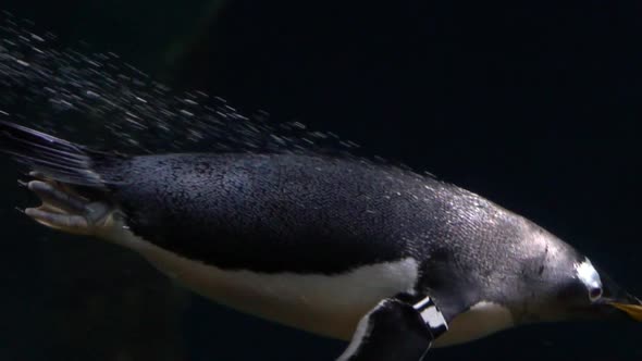 Gentoo penguin swimming underwater