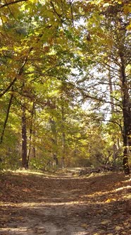 Vertical Video Autumn Forest with Trees By Day Slow Motion