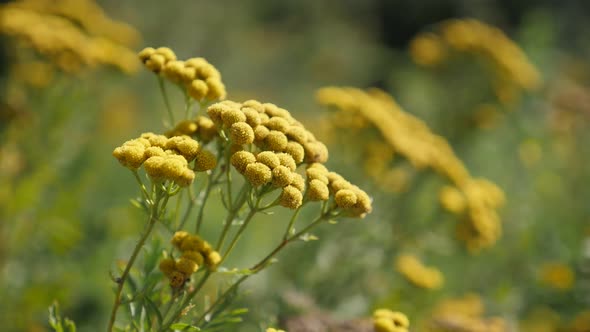 Shallow DOF tansy flower Tanacetum vulgare on wind slow-mo footage