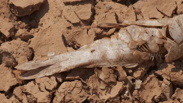 The Skeleton of a Fish on the Ground During the Draught