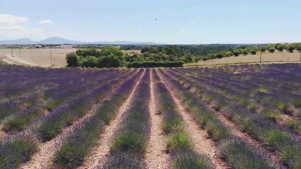 Valensole Plateau Provence Southern France