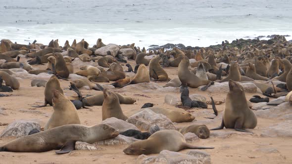 Sea lion colony at the coast of Cape Cross Seal Reserve 