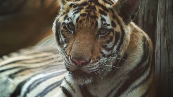 slow motion of bengal tiger