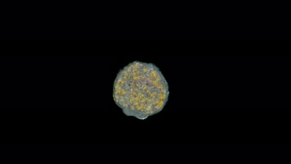 A Larva, an Embryo Under a Microscope, Planus Coelenterata, Radiata