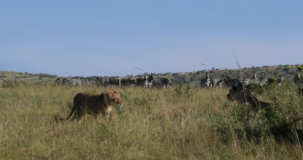 951905 African Lion, panthera leo, Female hunting, Herd of Burchell Zebras, Tsavo