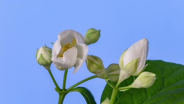 Jasmine Flower Blossoming Timelapse