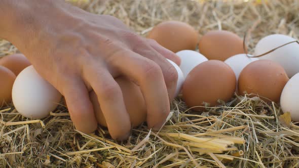Hand taking chicken eggs