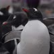 CU Gentoo Penguin (Pygoscelis papua) chicks / Cuverville Island, Antarctica - VideoHive Item for Sale