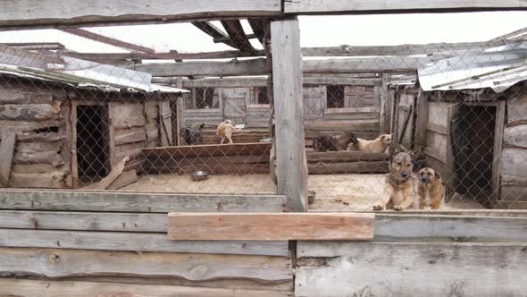 Aerial View of a Shelter for Stray Dogs.