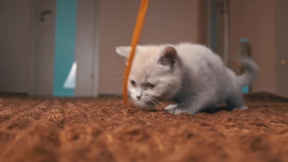 Scottish Gray Fluffy Cute Kitten Runs After the Ribbon to the Camera in Slow Mo