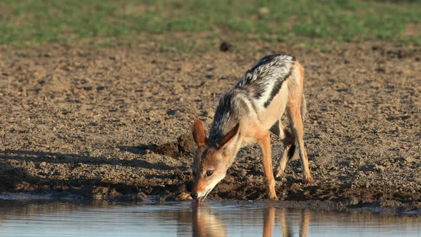 Black Backed Jackal At A Waterhole - Kalahari Desert