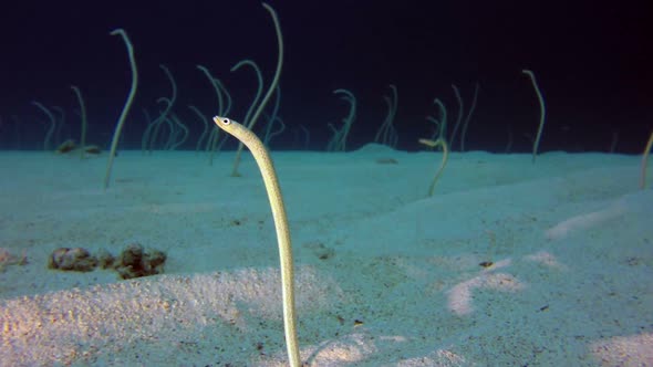 Underwater Beautiful Garden Eels