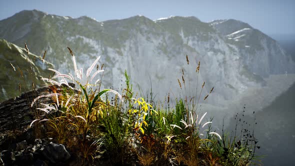 Fresh Grass at Big Rocky Cliff in Ocean