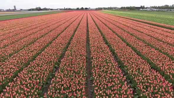 A low drone shot flying forward, above colorful tulip fields in the Netherlands