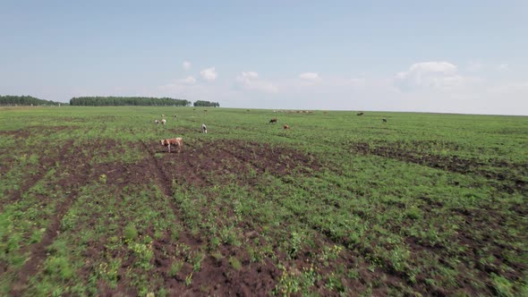 Aerial Drone Shot of Cows Grazing on Pasture Landscape