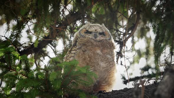 Baby Great Horned Owl perched in a tree