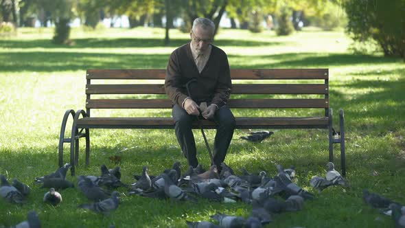 Calm Old Man Sitting on Bench in Park and Feeding Pigeons, Loneliness in Old Age