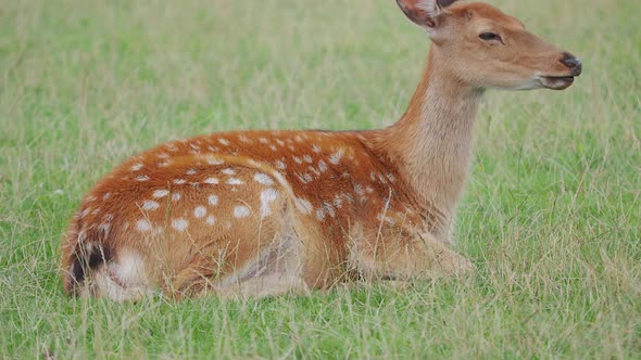 Sika Deer, Cervus Nippon Is Lying in Grass and Chewing Something. Spotted Deer or the Japanese Deer