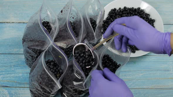 Packing Blueberries in Zipper Plastic Bags for Freezing. Frozen, Preservation Fruits, Berries Food