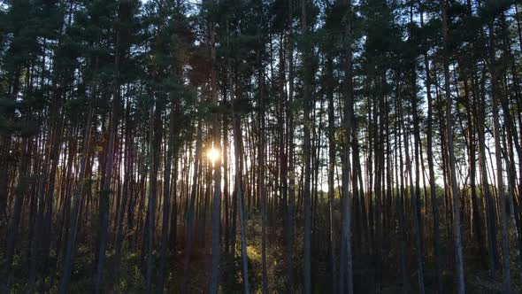 The Sun's Rays Break Through The Dense Forest