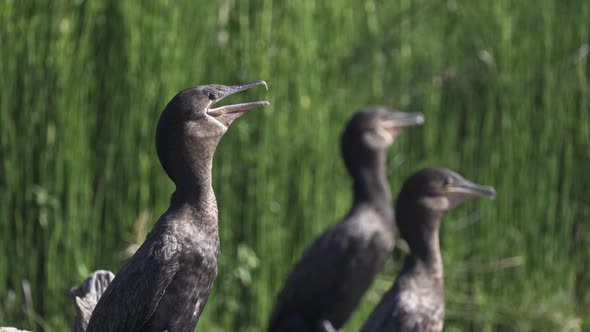 Close up of a group of neotropic cormorants performing a long calling courtship display during breed