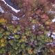 Top View Above Colorful Trees Snowy Fields and Blue Forest Lakes Fall or Winter Season - VideoHive Item for Sale