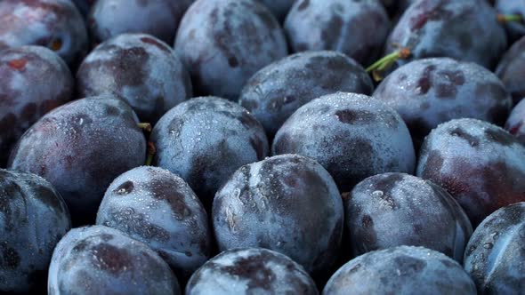 Plums with Water Drops Rotate on Board