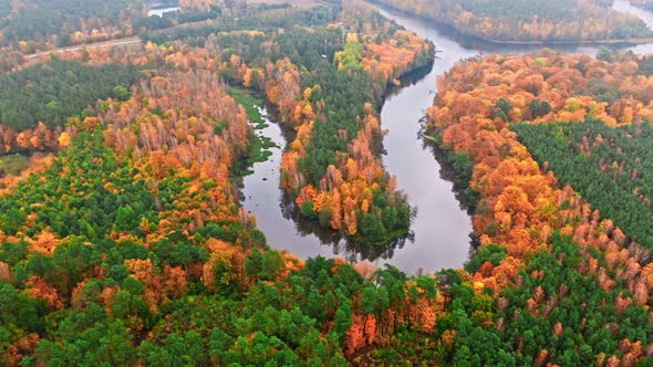 Autumn forest and curvy river. Aerial view of wildlife, Poland