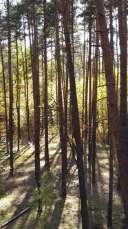 Vertical Video of a Forest in an Autumn Day