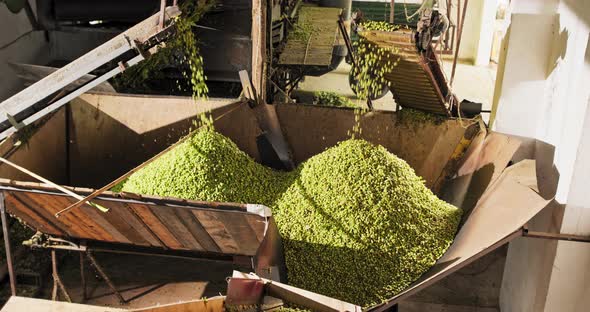 Hop Cones Separated By the Machine Fall From the Feeders Into the Storage Room Before