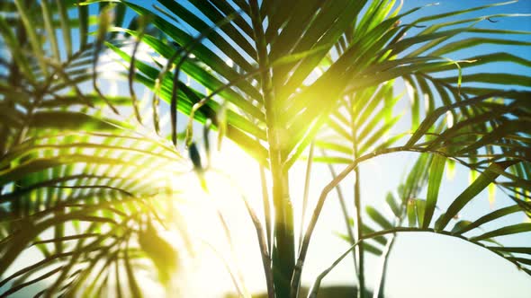 Sunlight Through the Leaves of Palm Trees