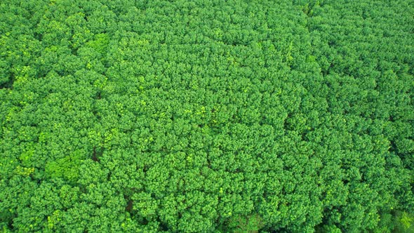 Aerial view from drone over rubber trees plantation. 4K