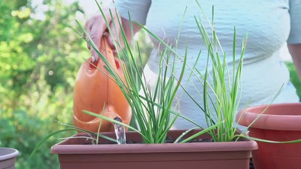 an Elderly Woman Caucasian Ethnicity Waters From Watering Can Pot with Transplanted Plant Wooden