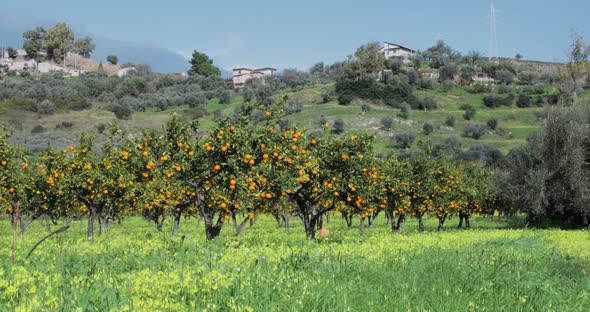 Field of young oranges in Italy