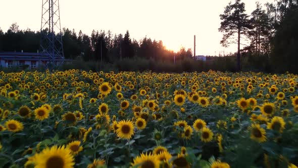 Flying Across A Field of Sunflowers in Finland at Sunset