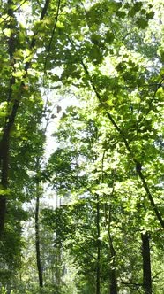 Vertical Video of Summer Forest By Day