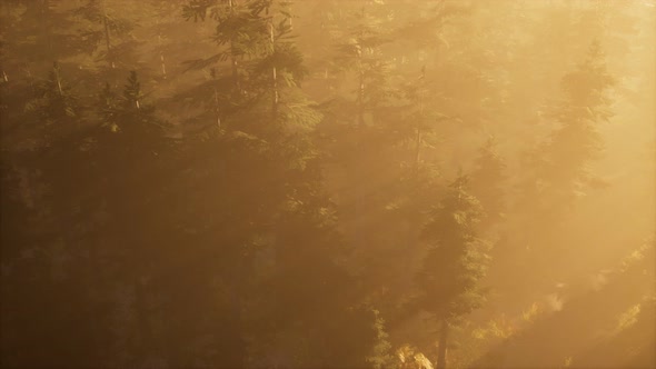 Aerial Sunrays in Forest with Fog