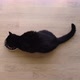 Black Cat Eating From Metal Bowl - VideoHive Item for Sale