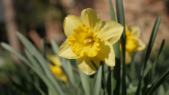 Garden spring plant Pseudonarcissus shallow DOF 4K 2160p 30fps UltraHD footage - Close-up of yellow 