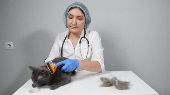 Woman Veterinarian Combing a Gray Cat with a Brush