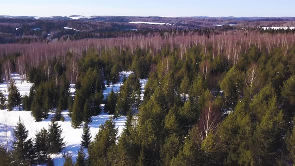 Winter Forest From a Bird'seye View