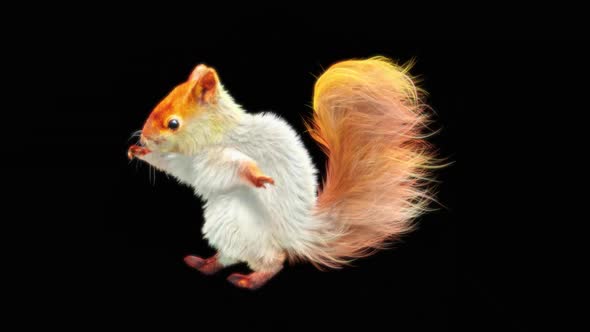 79 White Squirrel Dancing HD