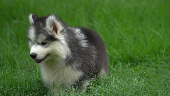 Cute Siberian Husky Puppy Walking On Green Grass