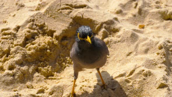 Common Myna Acridotheres Tristis