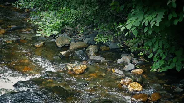 River Bank With Trees In Gentle Breeze