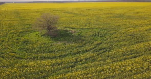 Aerial Survey Of A Yellow Field Of Rapeseed And A Tree Nearby, 4k